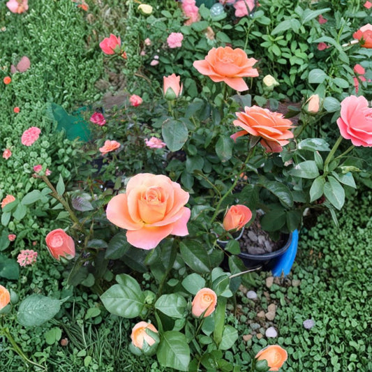Grandiflora Rose Bush – Vibrant Orange Live Plant | 5 Gallon Garden Rose Shrub | Easy to Grow, Bright Blooms