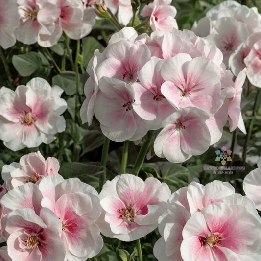 Maverick Appleblossom Geranium Seeds – 25+ Pelargonium Flower Seeds for Garden, Patio & Container Blooms, Pink & White