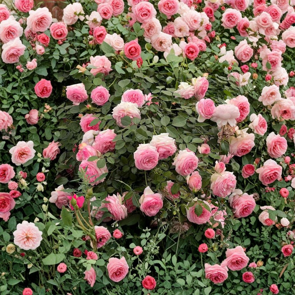 Pink Eden Climbing Rose Live Plant | Potted Rosa ‘Pierre de Ronsard’ | Romantic Pink & Cream Blooms | Garden Trellis Rose