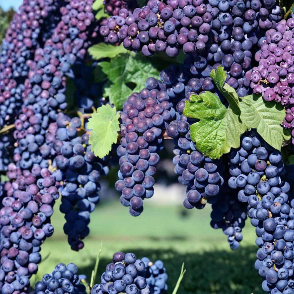 Glenora Seedless Grape Vine – Live Plant, Purple Seedless Edible Climbing Vine, Vitis labrusca Hybrid, Cold Hardy Backyard Garden Plant