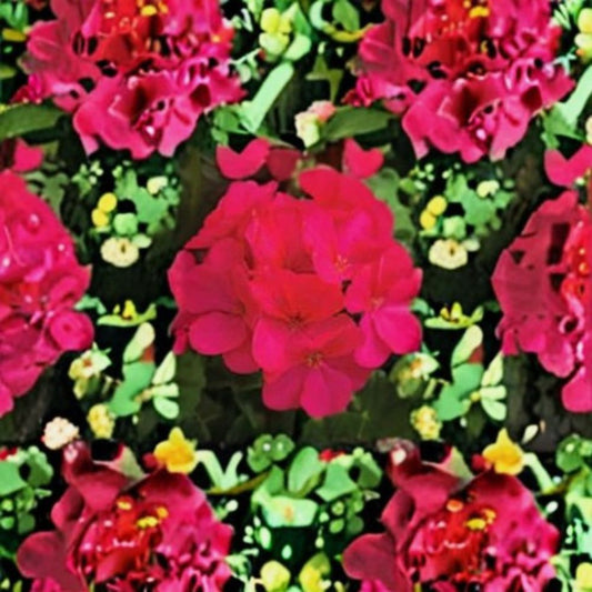 Multibloom Violet Geranium Seeds – 100 Pelargonium Seeds for Vibrant Violet Flowers, Garden & Container Planting