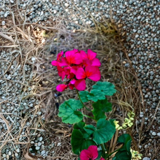 Pelargonium Geranium Cutting – Hot Pink Orange Center – Vibrant Magenta Blooms – Patio & Container Plant Starter