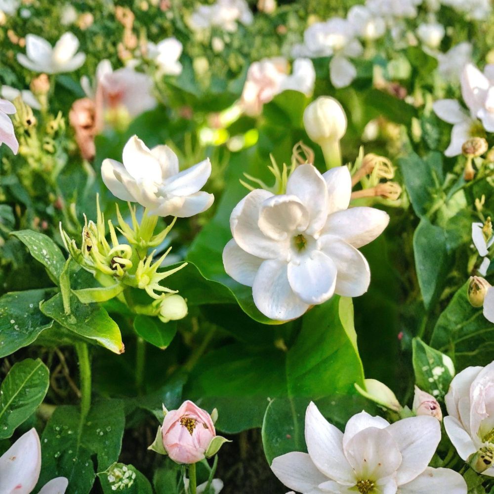 Arabian Jasmine Plant – Jasminum sambac ‘Maid of Orleans’ – Fragrant White Blooms – Indoor & Outdoor Friendly – Quart Pot