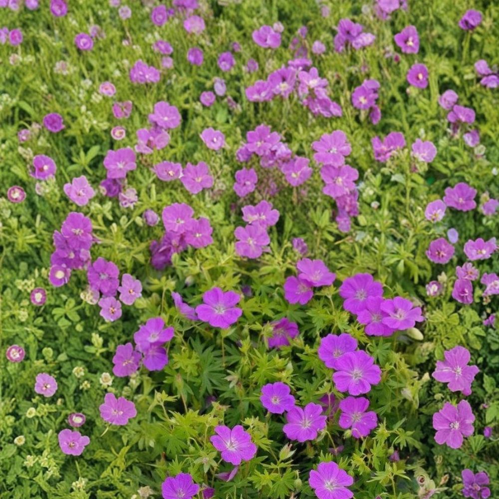 New Hampshire Purple Geranium Seeds – 25+ Pelargonium Flower Seeds for Garden & Patio, Purple Blooms, Easy to Grow