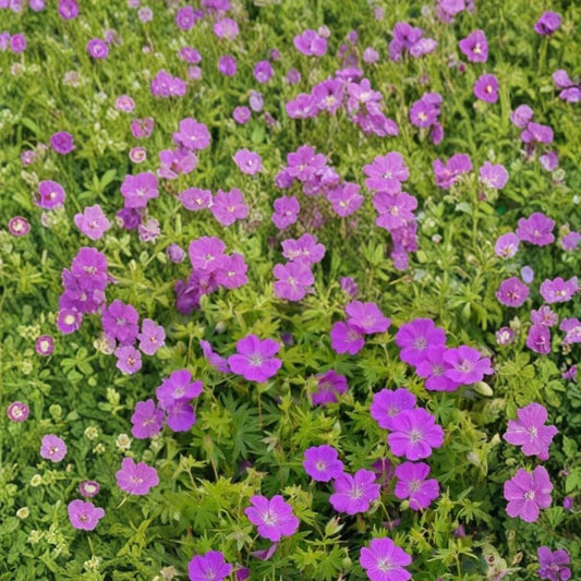 New Hampshire Purple Geranium Seeds – 25+ Pelargonium Flower Seeds for Garden & Patio, Purple Blooms, Easy to Grow