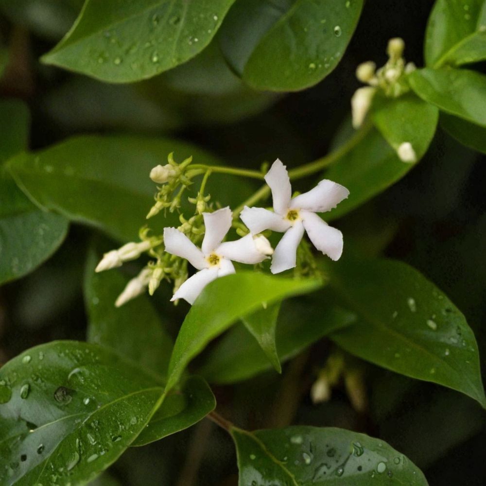 Star Jasmine Cuttings 7 Pack – Trachelospermum jasminoides Unrooted Vine Propagation Starter, Fragrant White Flower Climber