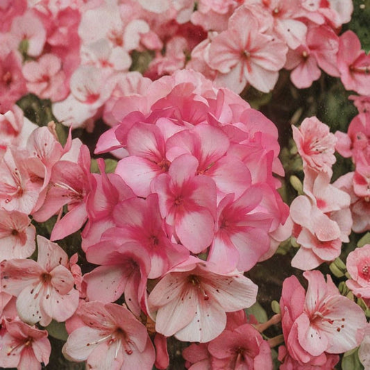 Maverick Star Geranium Seeds – 8 Annual Flower Seeds, Pink & White Bicolor Blooms, Patio & Container Garden Plant