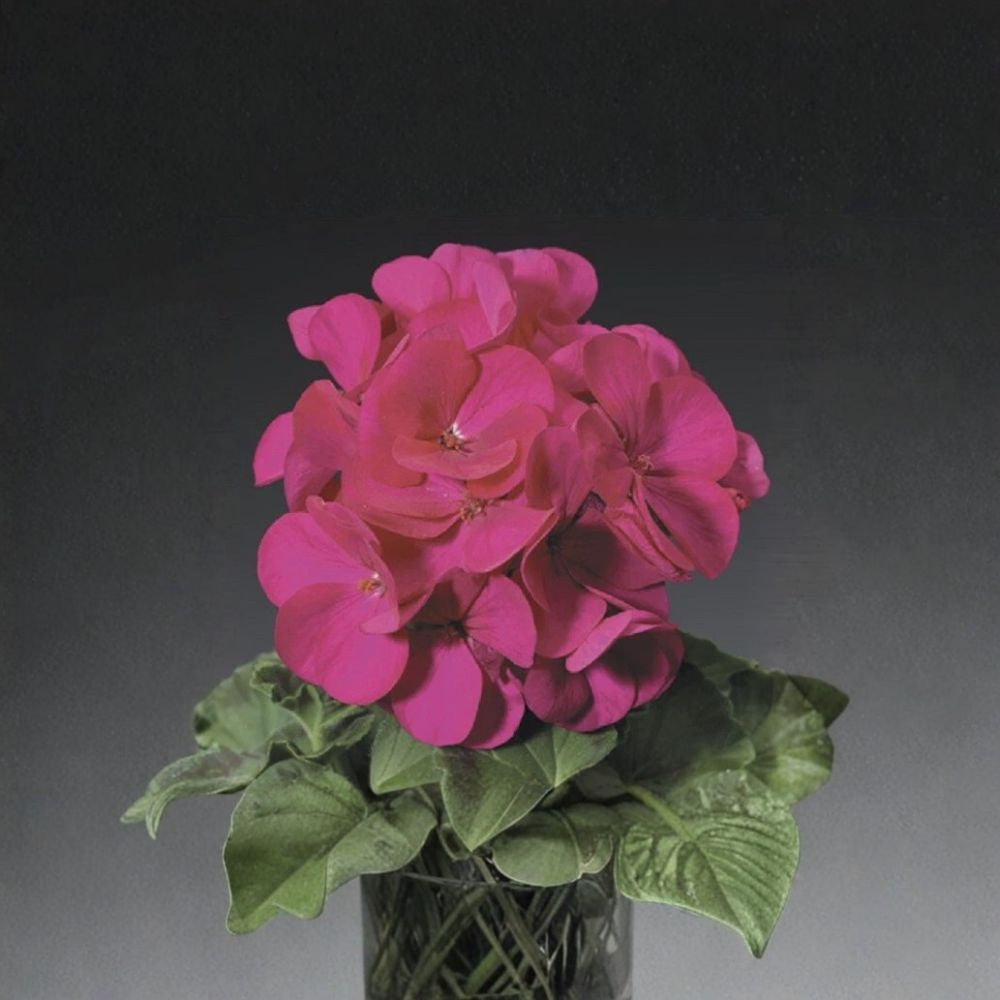 Ringo Violet Geranium Seeds – Pelargonium Flower Seeds, 15 Pack, Early Blooming, Patio & Window Box Friendly, Easy to Grow