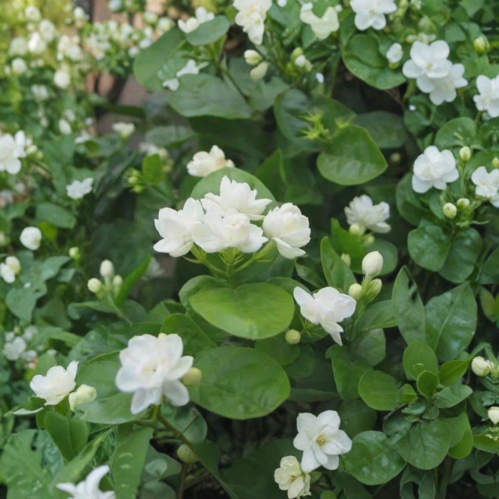 Arabian Jasmine Seeds – Jasminum sambac, Fragrant White Flowers, Indoor Outdoor Plant, Bonsai & Container Friendly, 10 Seeds