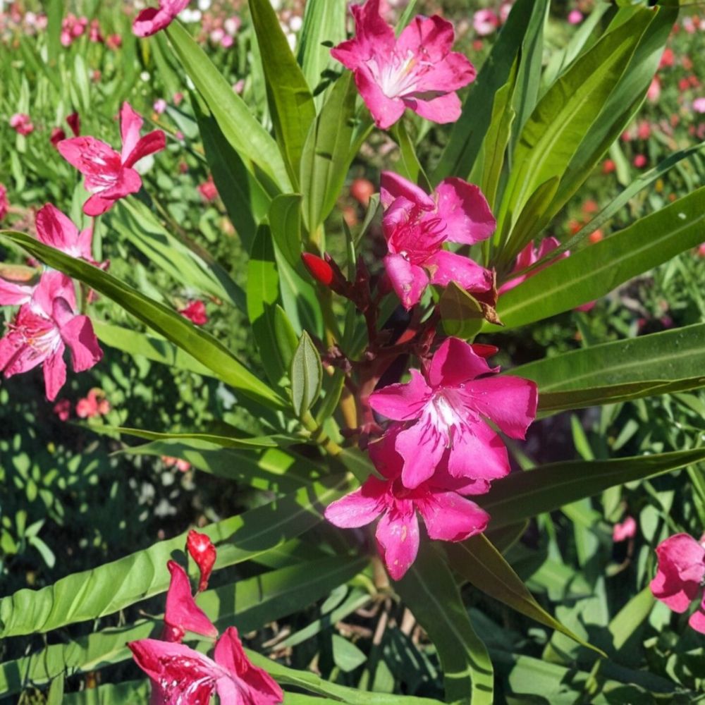 Pink Oleander Live Plant – 2 Gallon Root-Wrapped Shrub with Pink Flowers, Evergreen Hedge & Landscape Plant, Nerium oleander