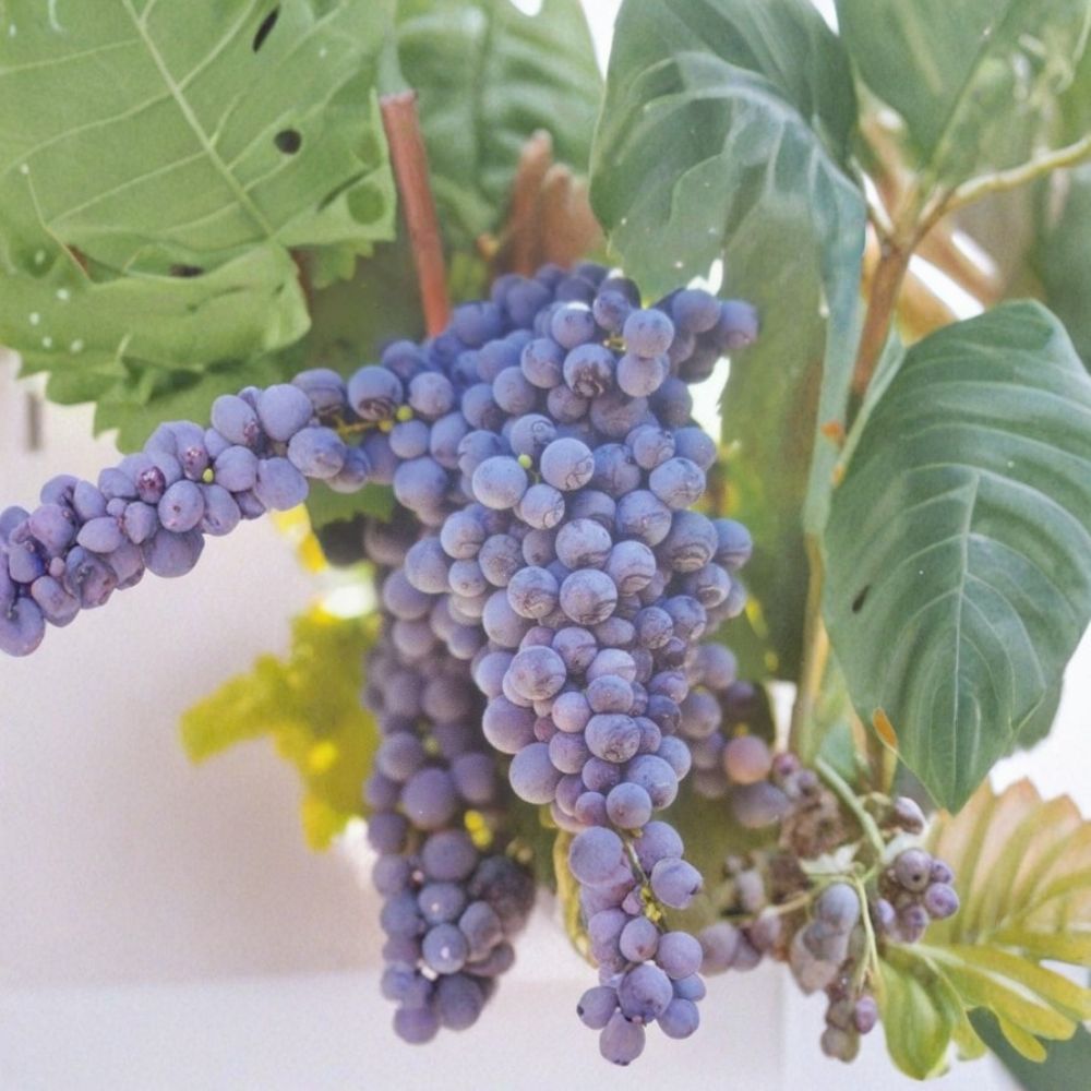Fredonia Grape Vine – Vitis labrusca Live Plant, 3 Gallon, Hardy Fruit Vine, Early Ripening Grapes, Easy to Grow for Home Gardens