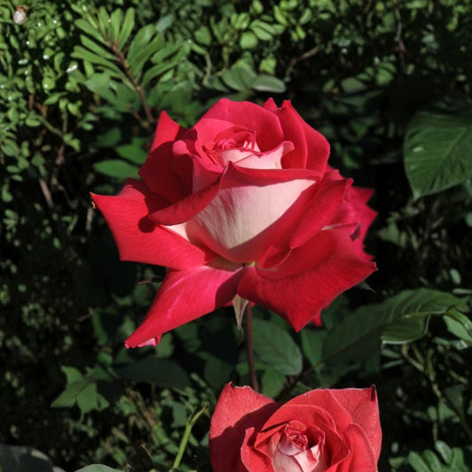 LOVE Grandiflora Rose Plant – 3 Gallon Ruby Red & White Blooms Fragrant Rosa Hybrid Live Flowering Rose Bush