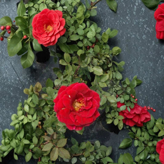Mr. Lincoln Rose – Rosa Hybrid Live Plant, 2 Gallon, Deep Red Fragrant Hybrid Tea Rose, Easy to Grow Garden Favorite