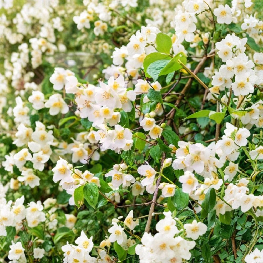 Sweet Mock Orange Plants 3 Pack Bare Root | Philadelphus coronarius Starter Shrubs | Fragrant White Spring Flowers | Hardy Garden Hedge