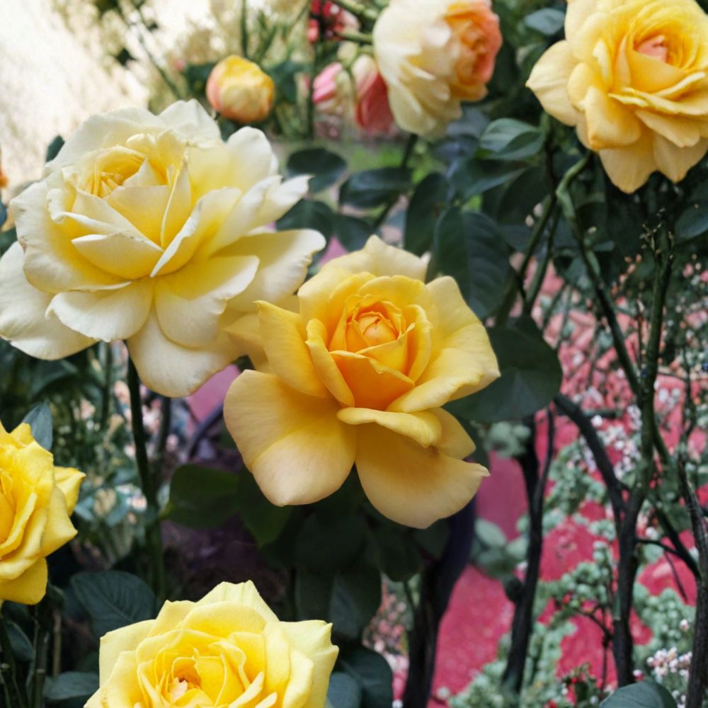 Sunsprite Floribunda Rose Plant – Deep Yellow Blooms, Fragrant Flowering Shrub, 2 Gallon Live Rose Bush, Rosa Hybrid