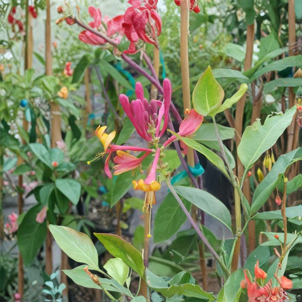 Pink Lemonade Honeysuckle Vine – Fragrant Pink Flowers, Attracts Hummingbirds & Pollinators, Easy to Grow, Lonicera periclymenum