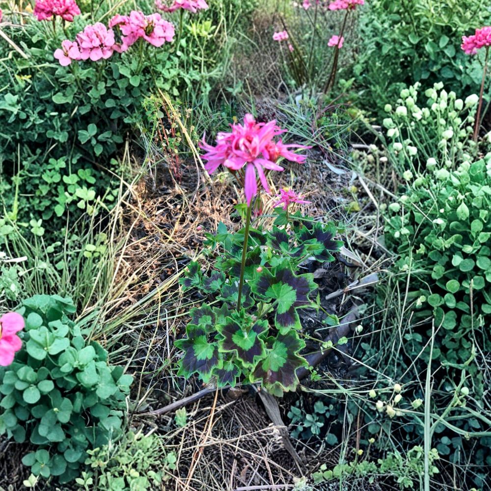 Rare Spiky Pink Pelargonium Geranium Live Plant Cutting – Salmon Pink Bloom Clusters, Hardy Flowering Patio & Garden Plant