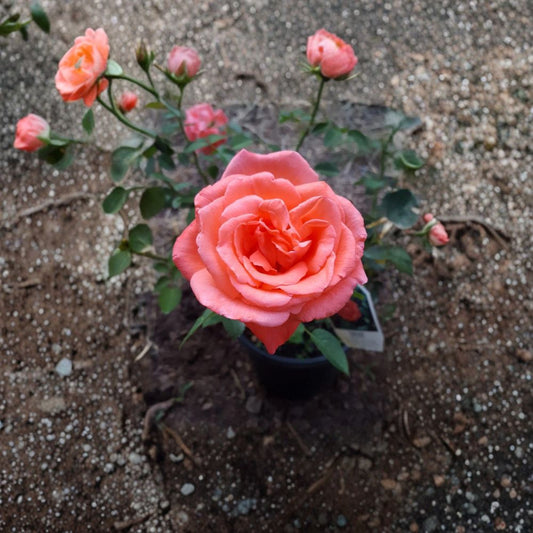 Hybrid Tea Rose Plant – 2 Gallon Vibrant Orange Blooms Fragrant Flowering Shrub Rosa Hybrid