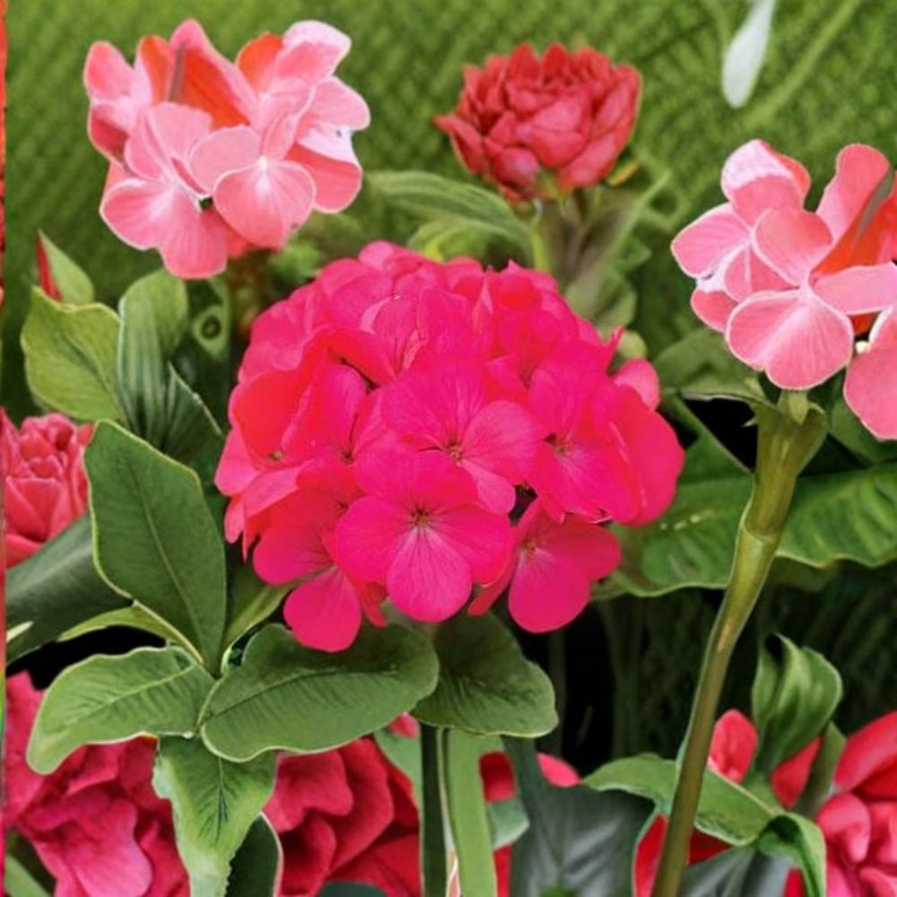 Geranium Maverick Rose Seeds – Pastel Rose Blooms, Garden & Pot Geranium, Pelargonium | 1,000 Seeds