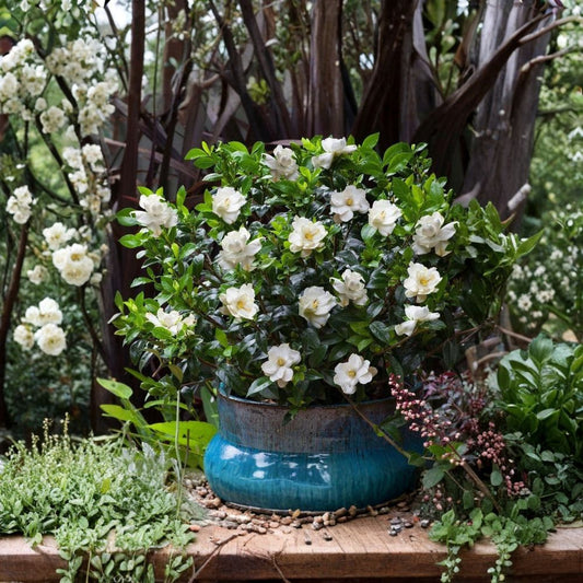Live Jubilation Gardenia Plant – Gardenia jasminoides, 2.5 Qt Pot, Fragrant White Blooms, Evergreen Shrub for Patio & Garden