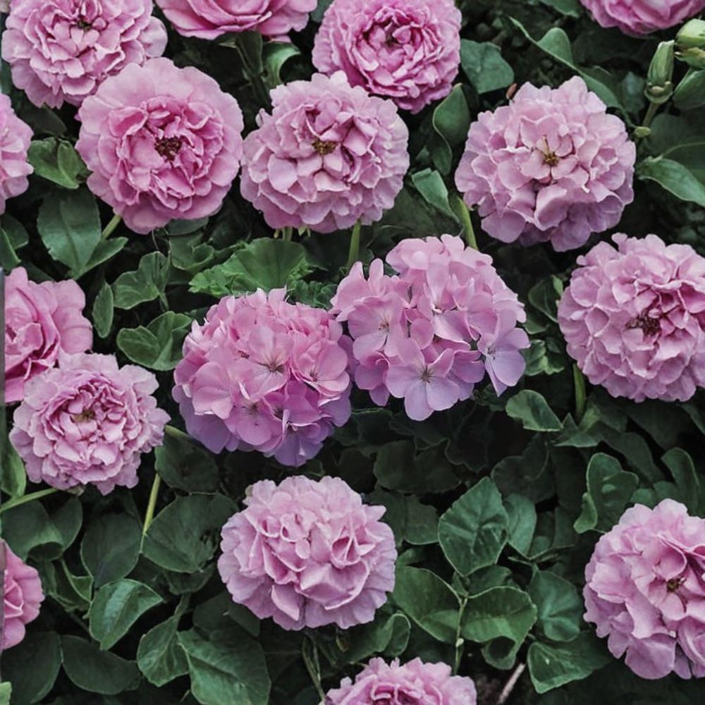 Geranium Maverick Quicksilver Seeds – Silvery Lavender Blooms, Easy to Grow, 1,000 Seeds, Garden & Landscape Planting, Pelargonium