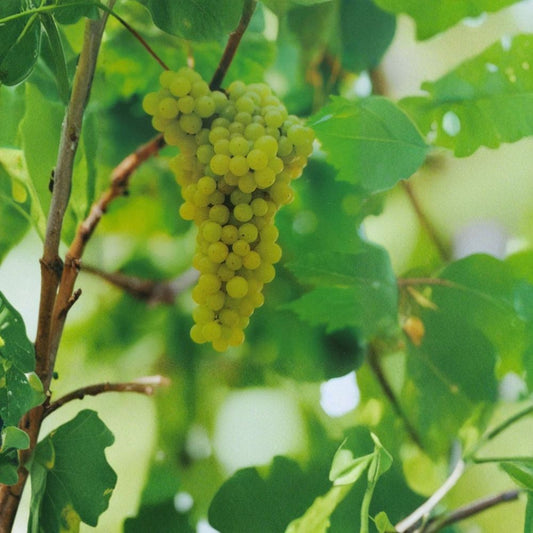 Lakemont Seedless White Grape Vine – Vitis vinifera Live Plant, 3 Gallon, Self-Fertile, Sweet Seedless White Grapes, Fruit Vine for Garden