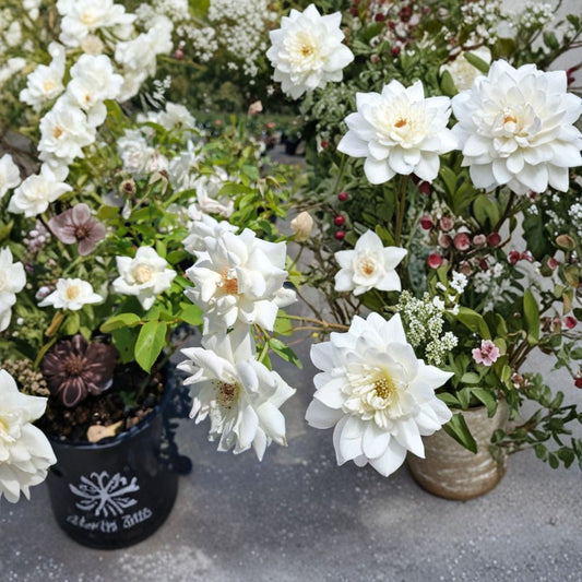 Iceberg Floribunda Rose – Live Plant in 1 Gallon Pot, Pure White Hybrid Rose, Repeat Bloomer, Easy to Grow, Rosa Hybrid