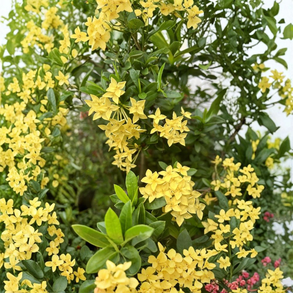 Rare Yellow Ixora Coccinea Seeds – Tropical Flowering Shrub for Patio & Garden | Jungle Geranium Variety