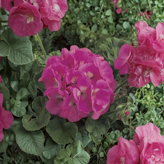 Maverick Pink Geranium Seeds – 10 Zonal Pelargonium Seeds for Bright Pink Flowers, Annual Garden & Patio Plant
