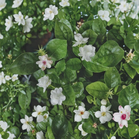Jasmine Flower Seeds – 12 Pack | Fragrant Blooming Plant | Sweet Scent Garden Flowers | Indoor & Outdoor Growing | Jasminum spp.