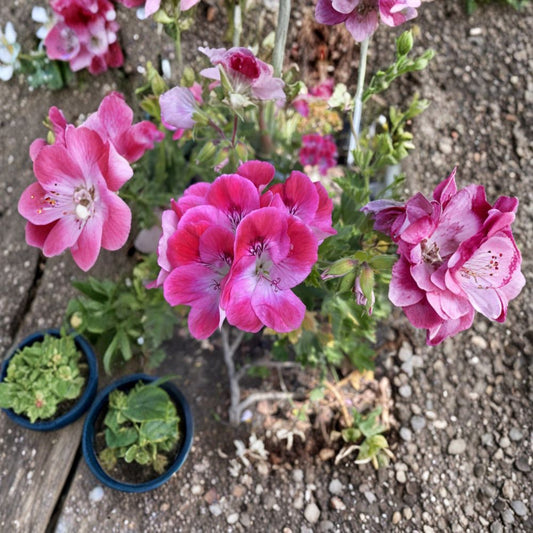 Organic Regal Pelargonium Geranium Live Cuttings – 5-8 Inches Tall Sun-Loving Patio Garden Flower Plant