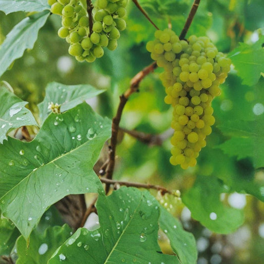 Lakemont Seedless White Grape Vine – Vitis vinifera Live Plant, Self-Fertile Table Grape, 3 Gallon Size, Easy to Grow, Sweet Seedless Grapes