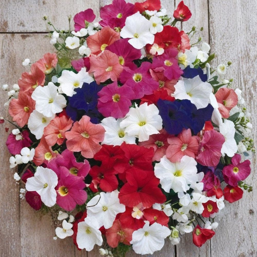 Bravo Mix Petunia Seeds – 50 Pelleted Compact Flower Seeds for Garden & Patio Bright Color Blooms