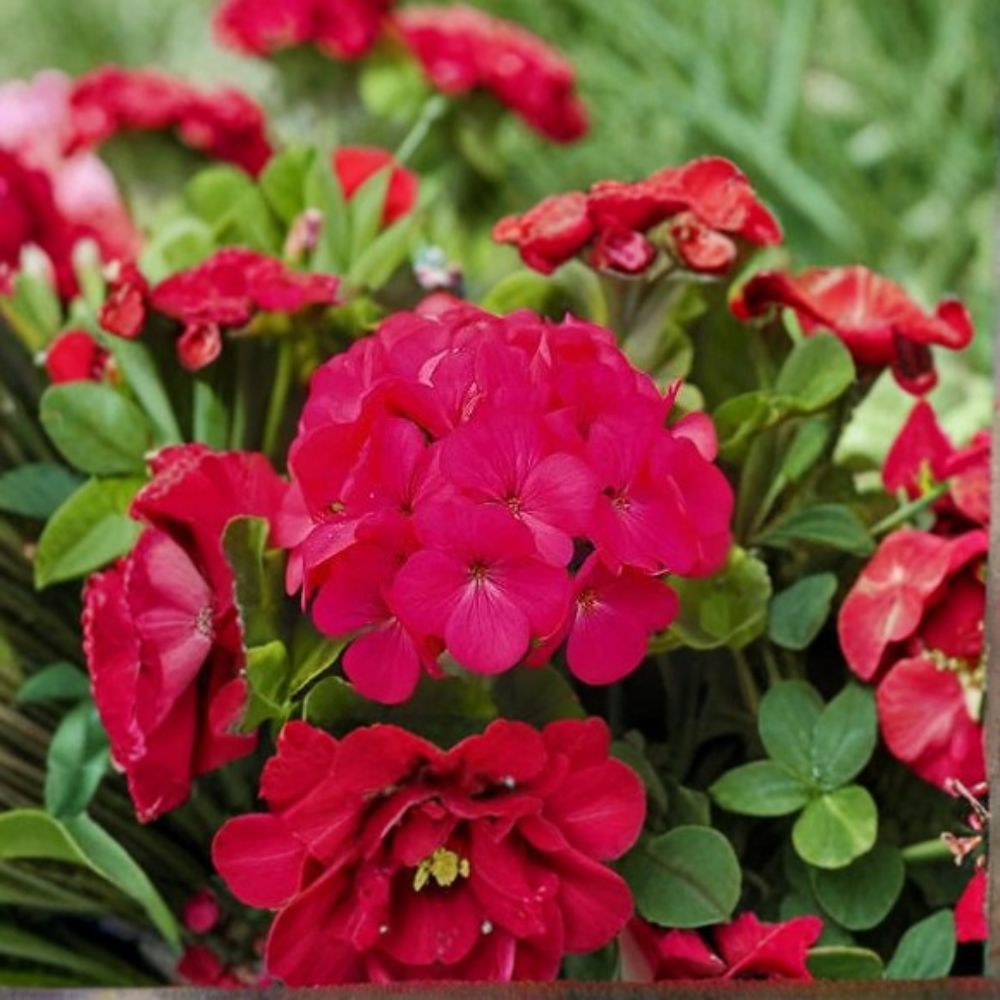 Geranium Pinto Premium Lavender Rose Seeds – Pelargonium, 1,000 Seeds, Vibrant Lavender & Rose Blooms, Easy to Grow Garden & Pot Plant