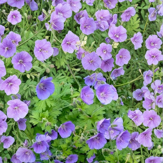 Gravetye Geranium Seeds – 25+ Premium Flower Seeds for Garden, Indoor & Outdoor, Easy-to-Grow Perennial, Colorful Blooms, Pelargonium peltatum