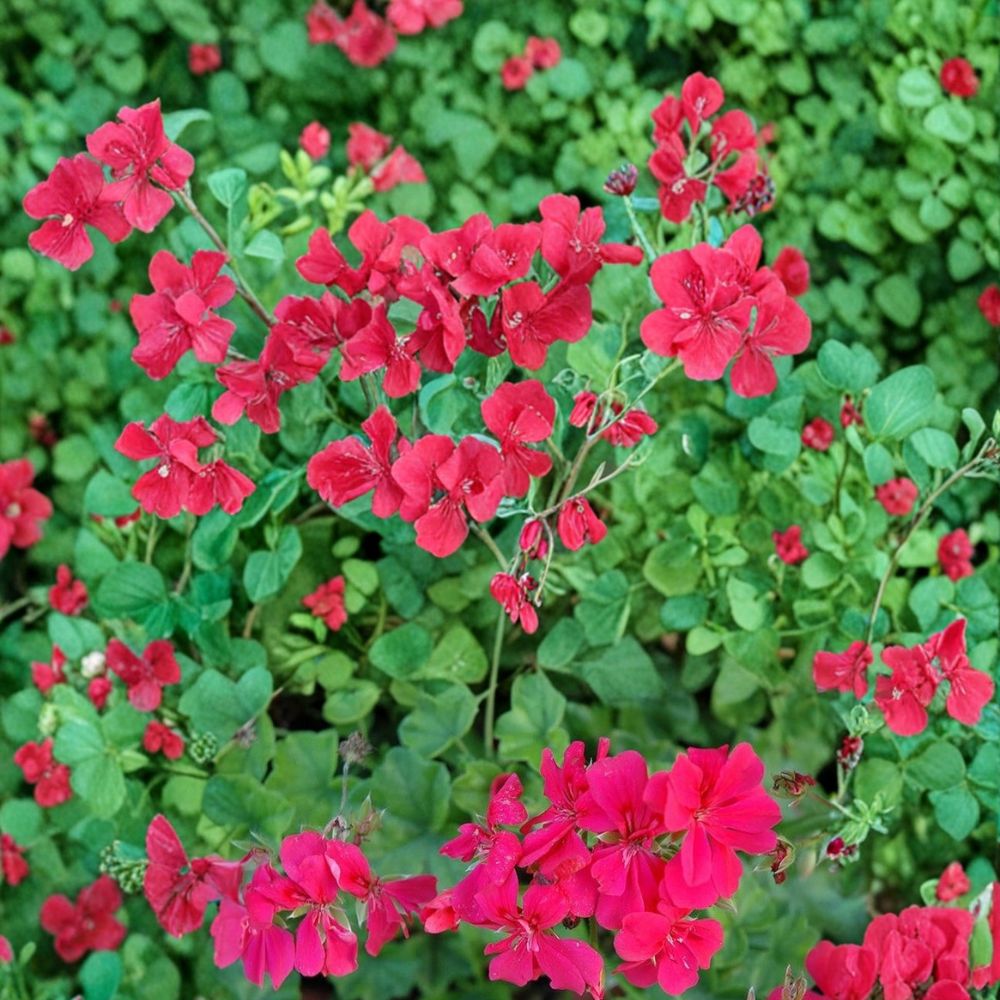 Precision Dark Salmon Ivy Leaf Geranium Seeds – 25+ Premium Trailing Flower Seeds for Hanging Baskets, Patio & Garden, Easy to Grow Pelargonium | Bright Color