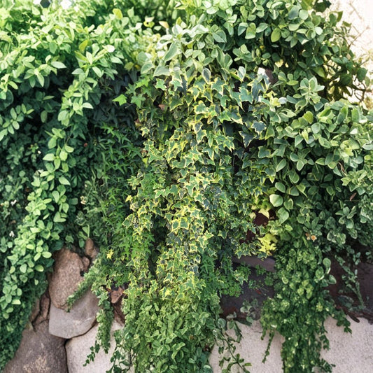 Organic Variegated Ivy Cuttings – Live Hedera helix Vines, 6 Pack, Easy Rooting Indoor Outdoor Houseplant, Air Purifier