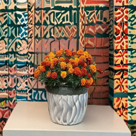 Marigold Fireball Flower Seeds | 500 Seeds | Color-Changing Blooms | Compact Garden Variety | Easy to Grow Tagetes