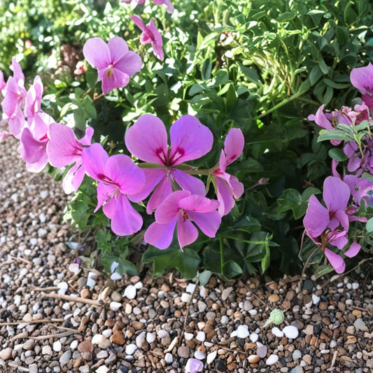 Lavender Ivy Geranium Cuttings – 8 Fresh Pelargonium Plants for Indoor & Outdoor Gardening – Continuous Blooming Flowering Plant