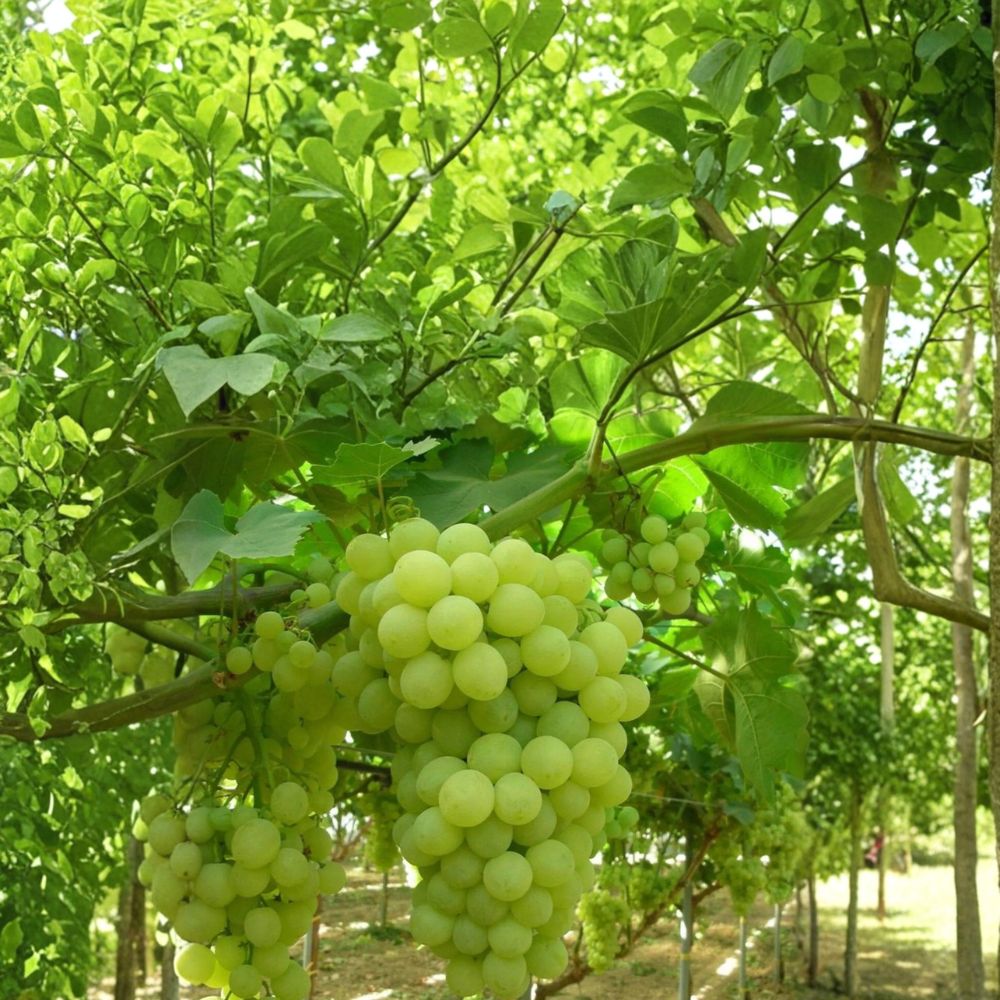 Thompson Seedless Grape Cuttings – Vitis vinifera Live Planting Material, 5 Pack Green Seedless Grapes, DIY Vineyard Propagation