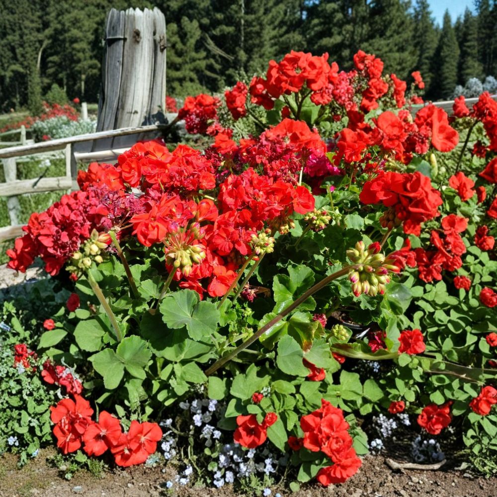 6 Red Geranium Cuttings – Live Plant Starters, Fragrant Bright Red Blooms, Hardy Pelargonium for Patio & Garden
