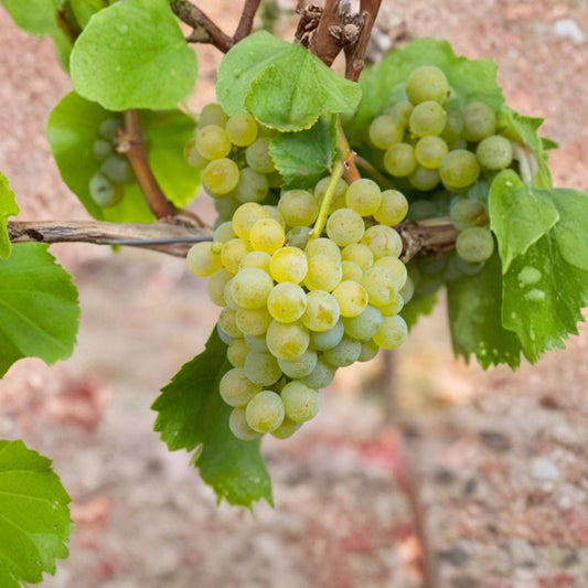 Müller-Thurgau Grape Vine – Live Potted Plant | White Wine Grape Variety | Cold Hardy Vineyard Plant | Aromatic Grape | Garden & Trellis