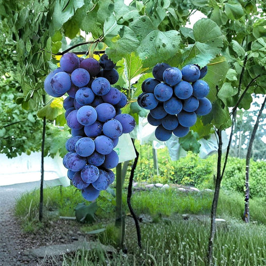 Kyoho Grape Cuttings – Vitis vinifera Live Cuttings, 6 Pack, Japanese Giant Sweet Grape, DIY Propagation, 巨峰葡萄