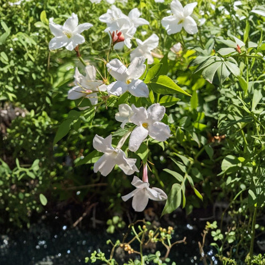 Jasmine Officinale Vine – Live Plant in Quart Pot, Fragrant Climbing Jasmine, Cold Hardy Trellis Vine, Easy to Grow Garden Plant