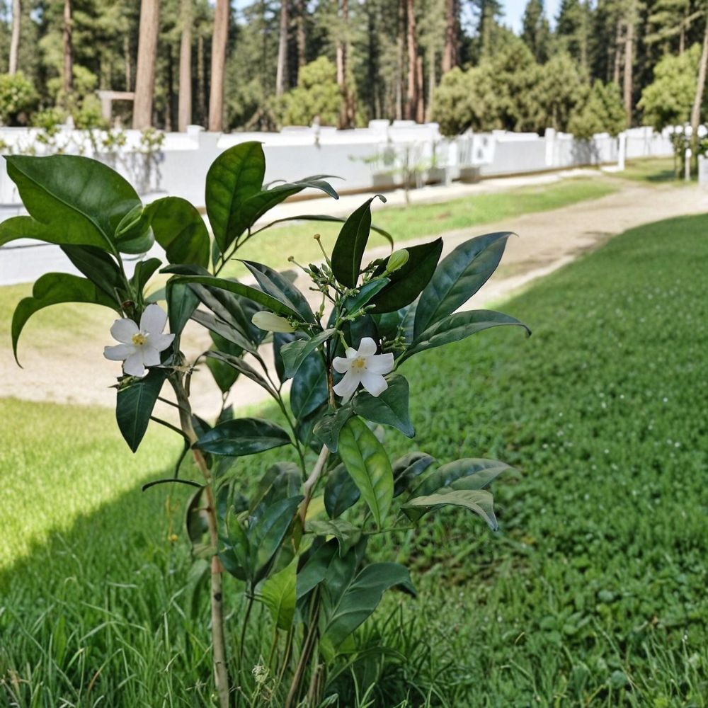 Dwarf Orange Jasmine Seeds – Murraya paniculata Short Variety 5 Pack – Fragrant Tropical Evergreen Shrub for Indoor Outdoor Gardens