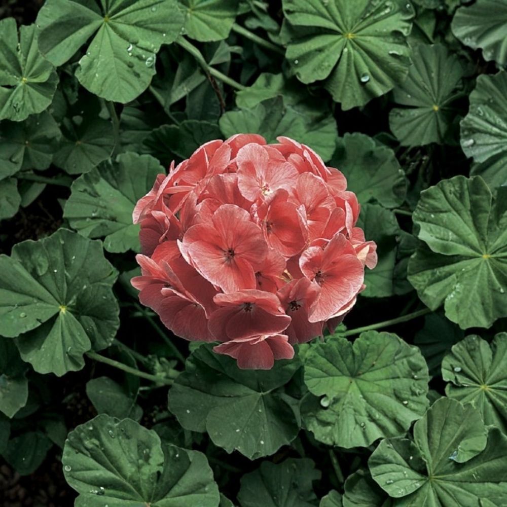 Ringo 2000 Light Salmon Zonal Geranium Seeds – Patio & Container Garden Plant, Easy to Grow, Vibrant Salmon Flowers