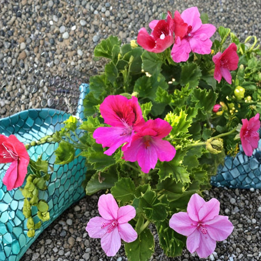 Martha Washington Geranium Cuttings – 6 Pelargonium Rooting Starter Plants with Colorful Flowers