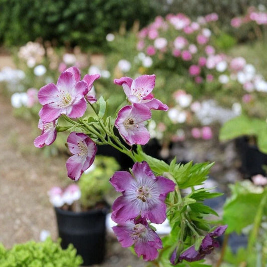 Mottisfont Rose Geranium Seeds – 25+ Pelargonium Flower Seeds for Garden, Fragrant Blooms, Easy to Grow, Outdoor Plant, Pelargonium graveolens