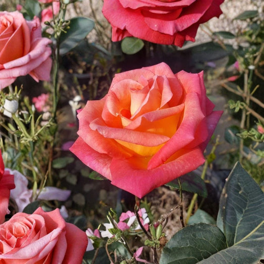 Mikado Hybrid Tea Rose – Scarlet Yellow Live Bush Plant, 2 Gallon, Vibrant Bi-Color Blooms, Garden Rose, Easy to Grow