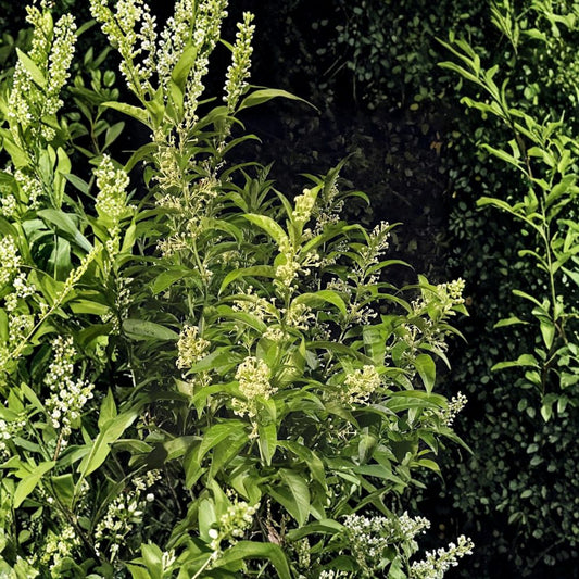 Night Blooming Jasmine Plant Set of 2 – Fully Rooted Cestrum nocturnum Shrubs for Indoor Outdoor, Fragrant Night Flowering Shrubs